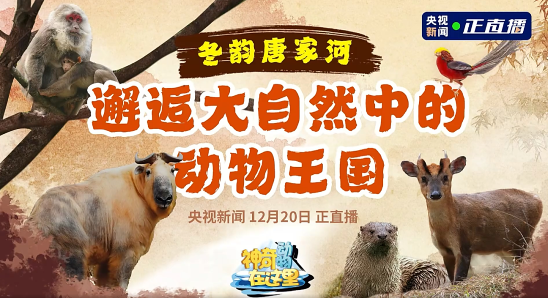 媒体聚焦 | 央视新闻走进唐家河，邂逅冰雪童话世界的动物王国